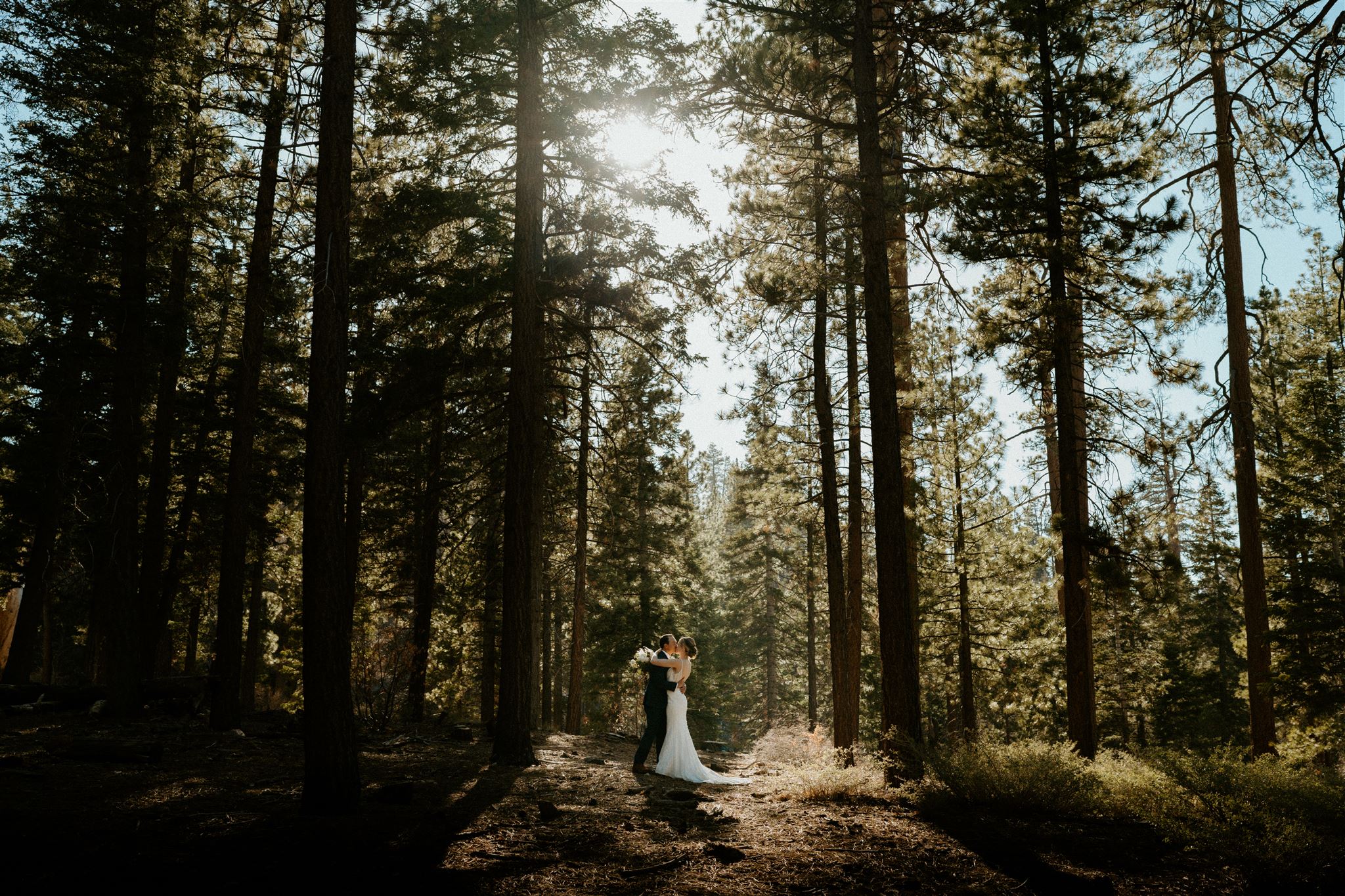 A bride and groom on their elopement day at Big Bear California in a forest of large pine trees